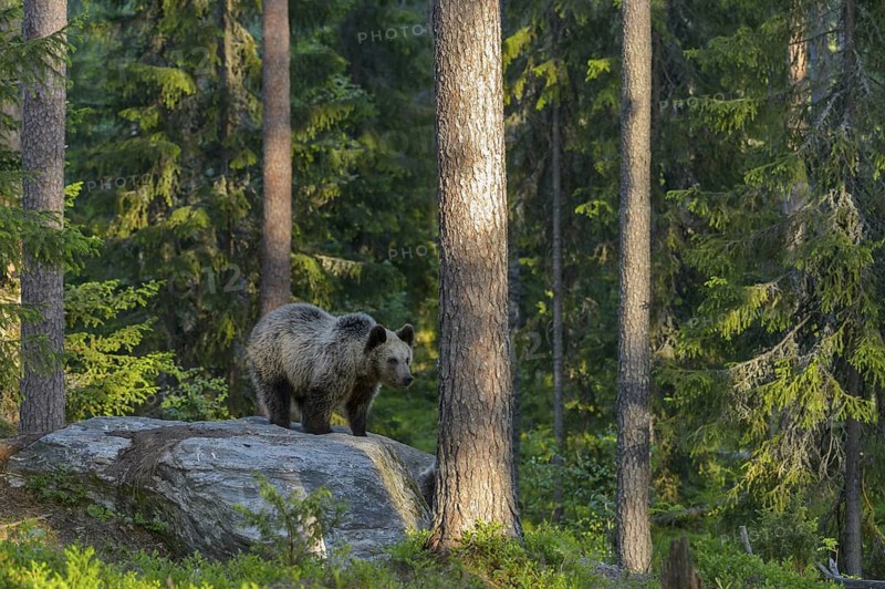 Eurasian Brown Bear (Ursus arctos) in forest, Finland