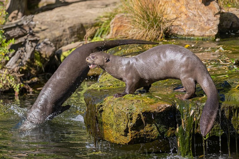 One giant otter or giant river otter (Pteronura brasiliensis) jumping down into the river from a mossy rock at a little cascade