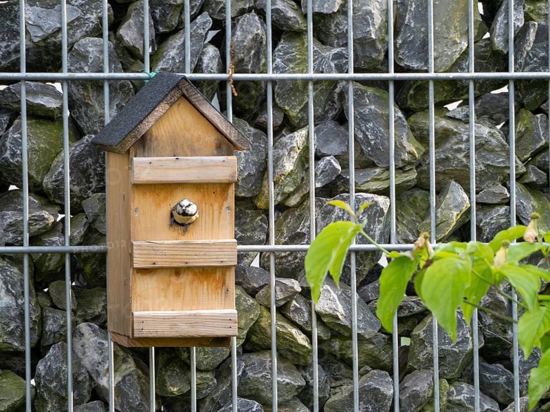 Tit (Paridae) looking out of a nesting box on a gabion wall, North Rhine-Westphalia, Germany