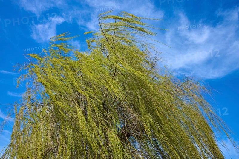 Mourning willow tree with hanging branches against a blue sky with white clouds, Triesdorf, Weidenbach, Franconian Lake District, Ansbach District, Middle Franconia, Bavaria, Germany