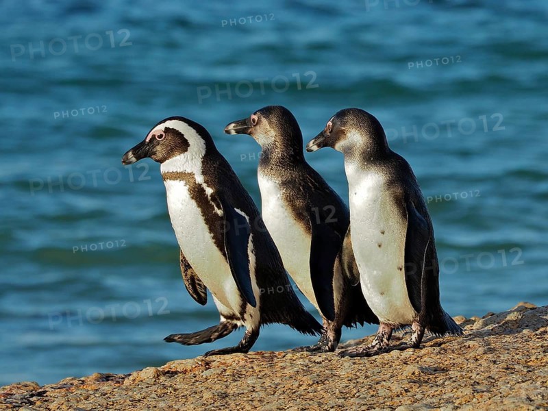Spectacled penguin (Spheniscus demersus)