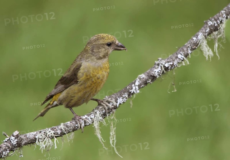Red Crossbill (Loxia curvirostra) female, Saskatchewan, Canada