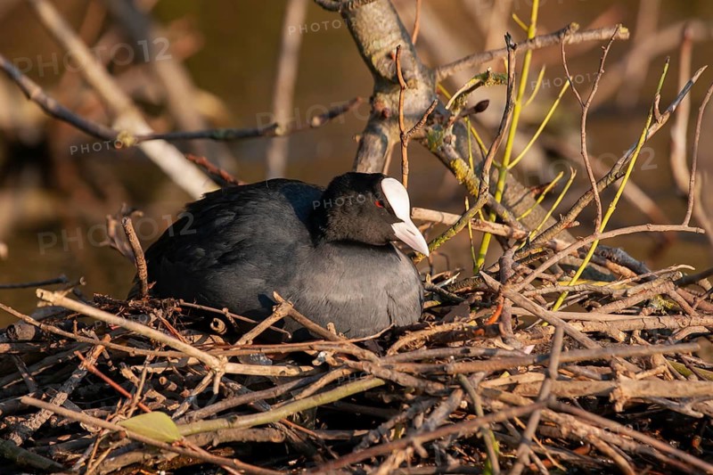 Eurasian coot (Fulica atra) adult bird sitting on a nest in spring, England, United Kingdom