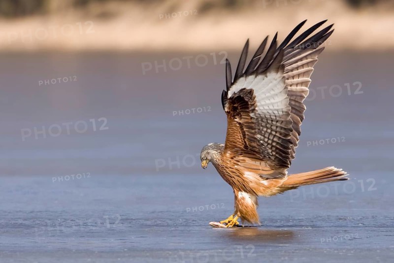 Red Kite (Milvus milvus) flying, Saxony, Germany