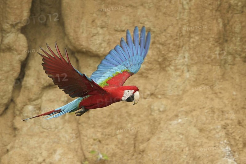 Red-and-green Macaw (Ara chloropterus) flying, Manu National Park, Peru