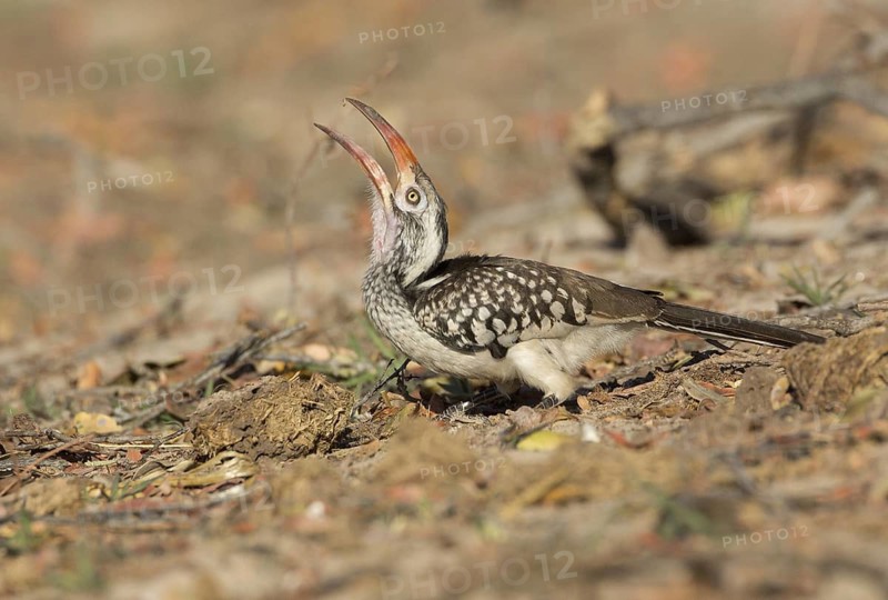 Southern Red-billed Hornbill (Tockus rufirostris), Chobe, Botswana