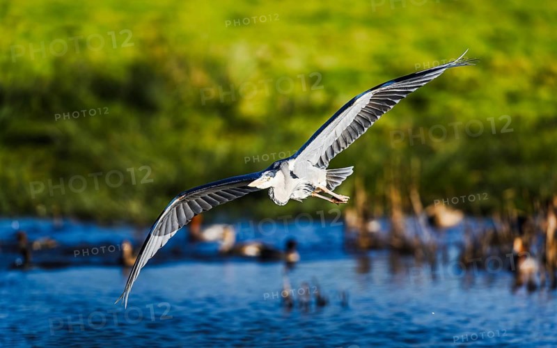 Grey Heron, Ardea cinerea, bird in winter on marshes in winter