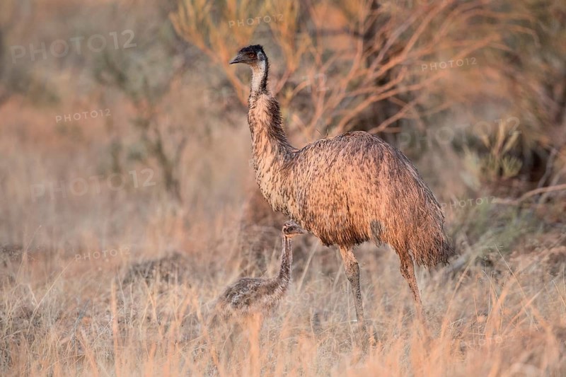 Emu (Dromaius novaehollandiae) with chick, Queensland, Australia