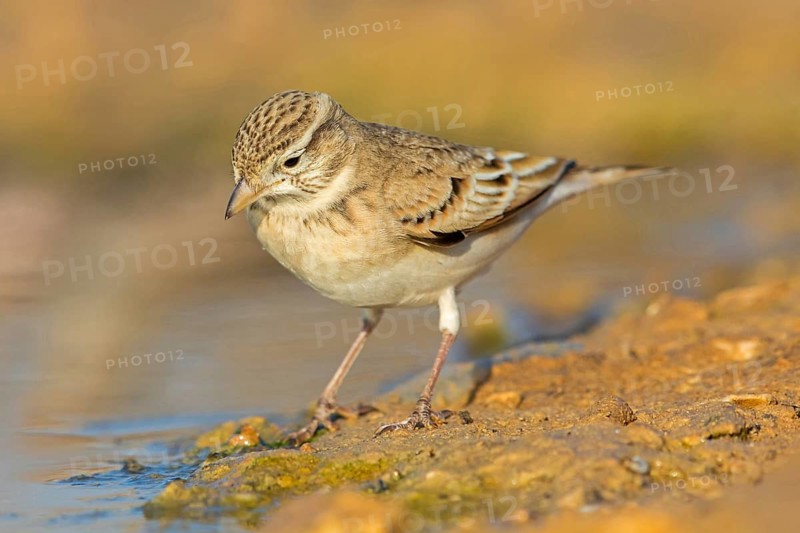Short-toed Lark, Greater Short-toed Lark, Short-toed Lark, Calandrella brachydactyla, Alouette calandrelle, Terrera Común, Celias Waterhole, Ezuz, HaDarom, Israel