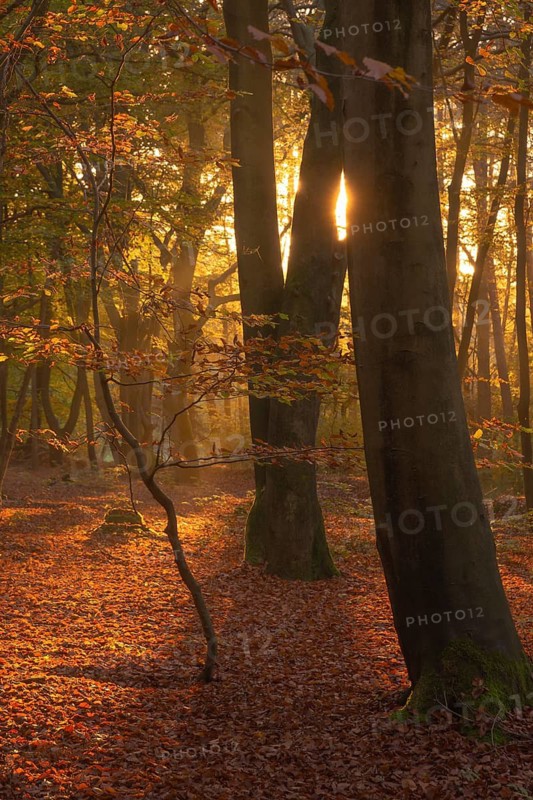 View of an autumnal beech forest at sunset, Neustadt am Rübenberge, Hanover region, Lower Saxony, Germany