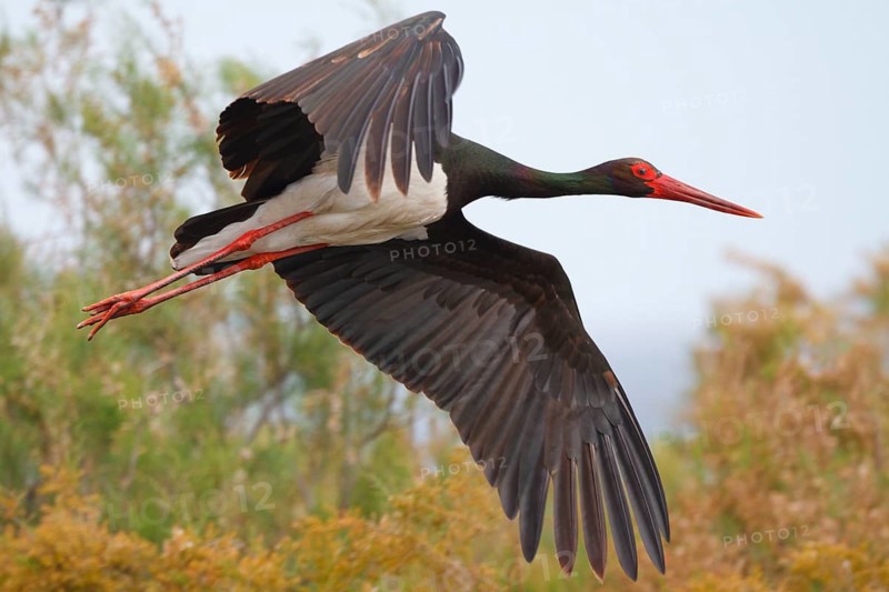 Black Stork (Ciconia nigra) flying, Greece