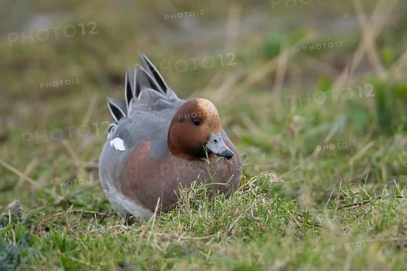 Eurasian wigeon duck (Anas penelope) adult male bird feeding on grassland in winter, RSPB Frampton marsh nature reserve, Lincolnshire, England, United Kingdom