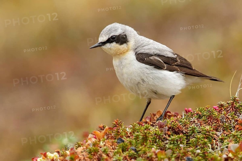 Northern Wheatear (Oenanthe oenanthe) perched on the tundra in Nome, Alaska