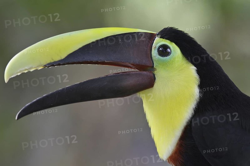 Yellow-throated Toucan (Ramphastos ambiguus swainsonii), Costa Rica