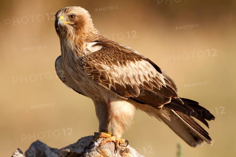 Booted Eagle (Hieraaetus pennatus) female, Castile and Leon, Spain