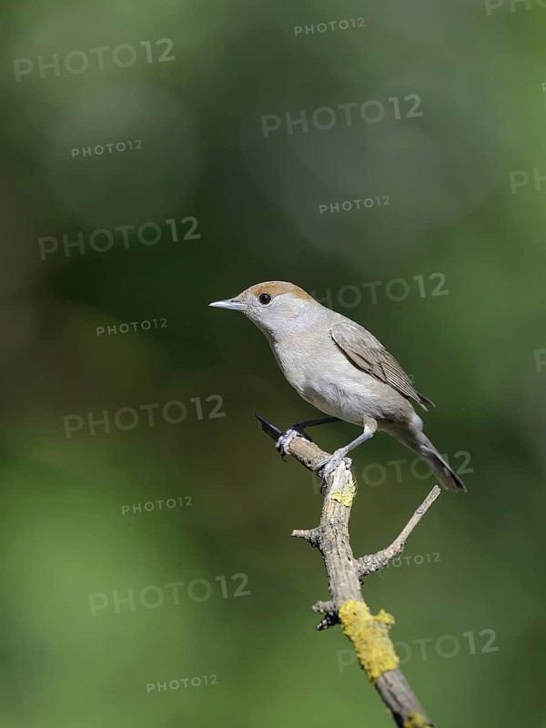 Eurasian Blackcap (Sylvia atricapilla) female, Hungary