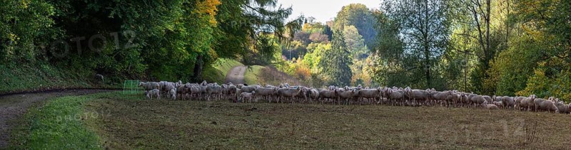 A herd of Merinoland sheep in a pasture fence in a valley in Franconian Switzerland, Thuisbrunn, Upper Franconia, Bavaria, Germany