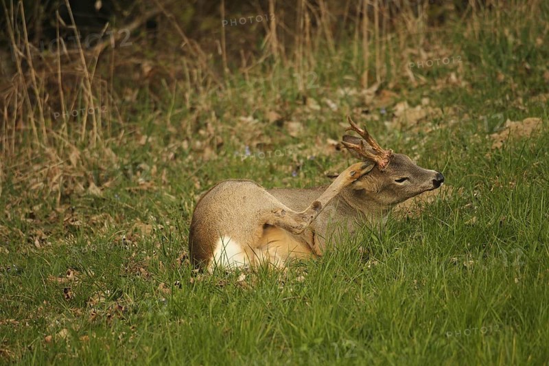 Roe deer (Capreolus capreolus) six-legged buck in winter coat lying at the edge of the forest, scratching its head with its hind leg, Lower Austria, Austria