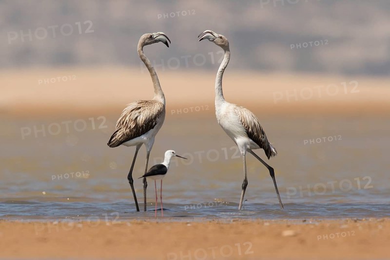 Greater Flamingo (Phoenicopterus roseus), Morocco