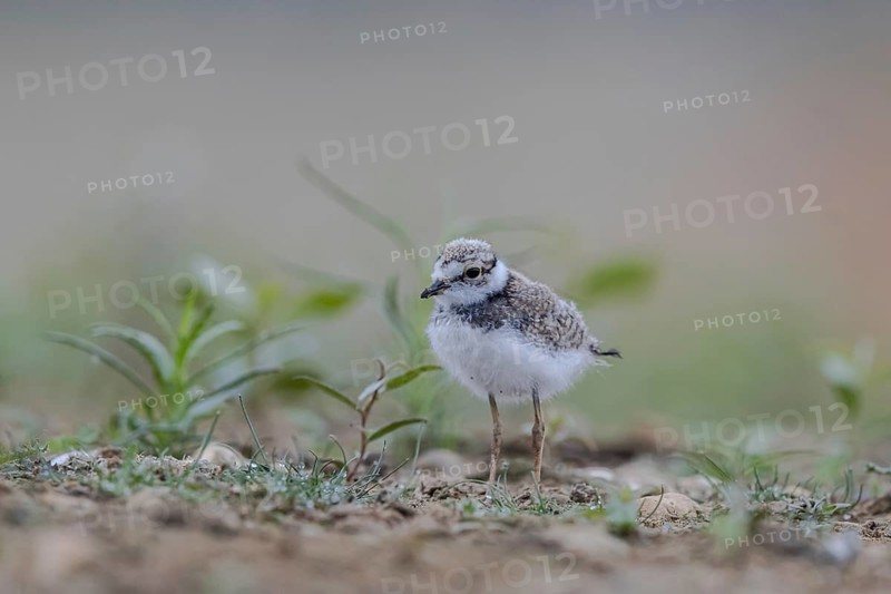 Little Ringed Plover (Charadrius dubius) juvenile, North Rhine-Westphalia, Germany