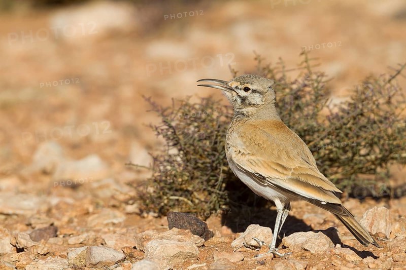 Greater Hoopoe Lark - Wüstenläuferlerche - Alaemon alaudipes ssp. alaudipes, Morocco