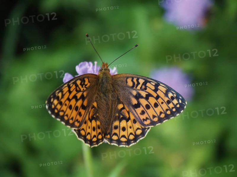 March violet butterfly (Fabriciana adippe / Argynnis adippe)