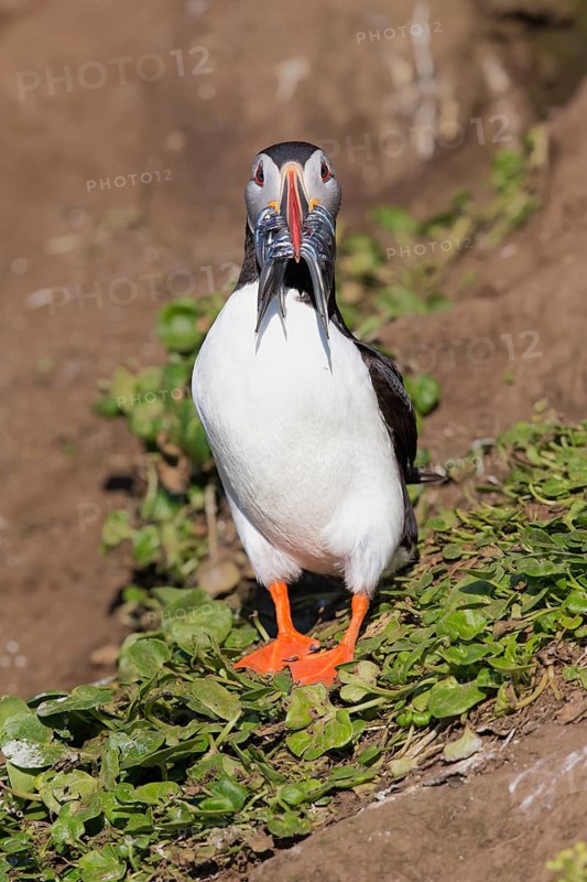 Atlantic Puffin (Fratercula arctica) with sandeels in beak, Iceland