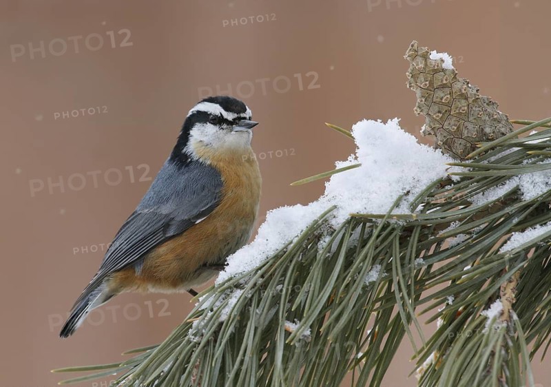 Red-breasted Nuthatch (Sitta canadensis), Saskatchewan, Canada