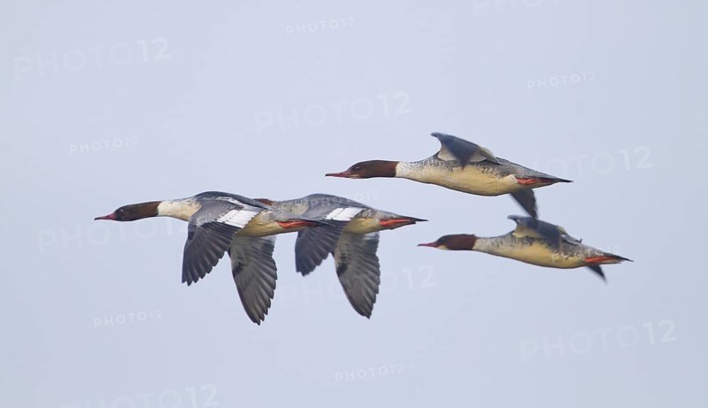 Common Merganser (Mergus merganser) female flying, Baden-Wuerttemberg, Germany