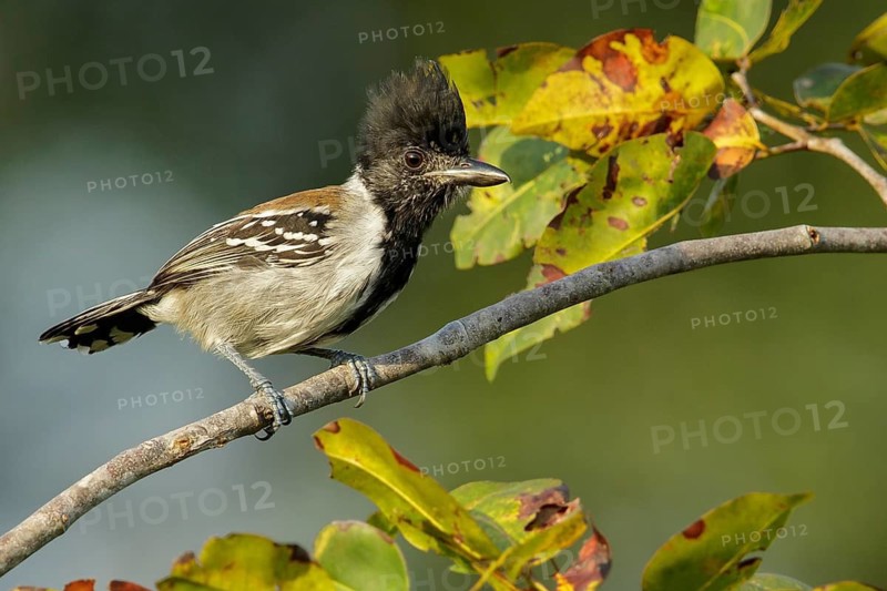 Black-crested Antshrike (Sakesphorus canadensis) perched on a branch in the grasslands of Guyana