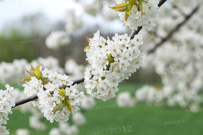 Wild cherry (Prunus avium), Cambridge Botanical Garden, Germany