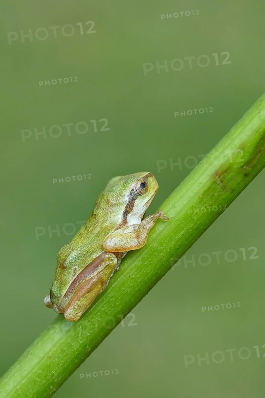 European tree frog (Hyla arborea) sitting on a branch in its natural environment, Lake Neusiedl National Park, Burgenland, Austria