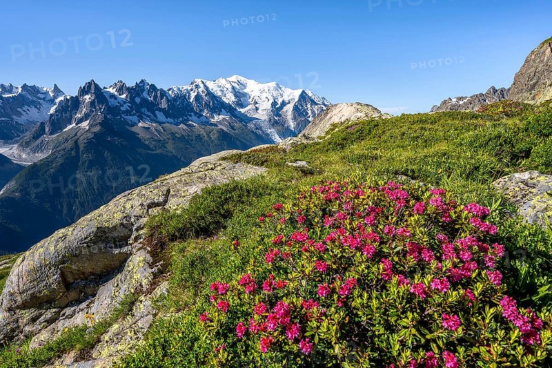 Mountain landscape with alpine roses, mountain panorama of the Mont Blanc massif with glaciated summit of Mont Blanc, Aiguilles Rouges, Chamonix-Mont-Blanc, Haute-Savoie, France