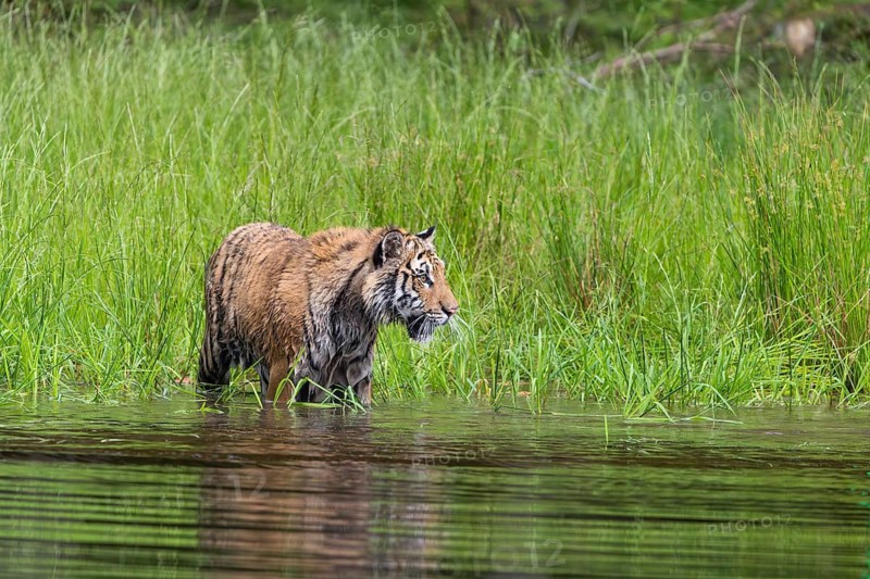 One young female Siberian Tiger, Panthera tigris altaica, running thru the shallow water of a pond with reed grass in the background
