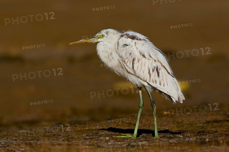 Western Reef Heron (Egretta gularis) foraging, Oman