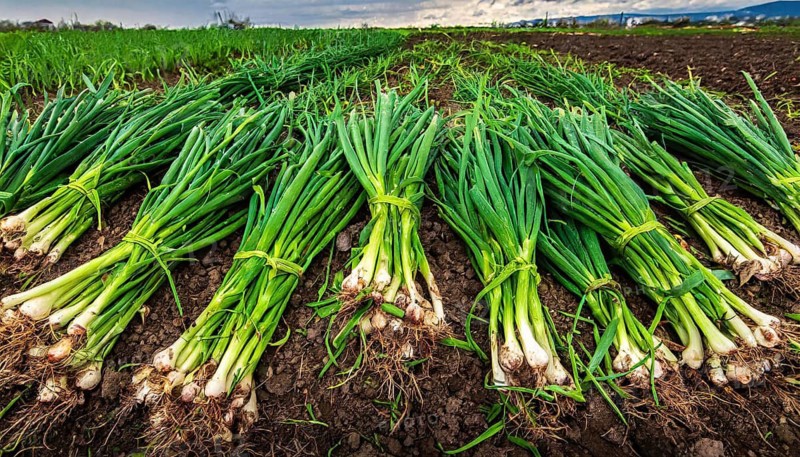 Vegetable, spring onion or spring onion, also winter onion, Allium fistulosum, harvest in a field in the Nuremberg region, Bavaria, Germany