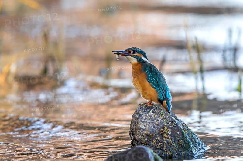 Common Kingfisher (Alcedo atthis) female perched on a stone with fish in beak, Mecklenburg-Western Pomerania, Germany