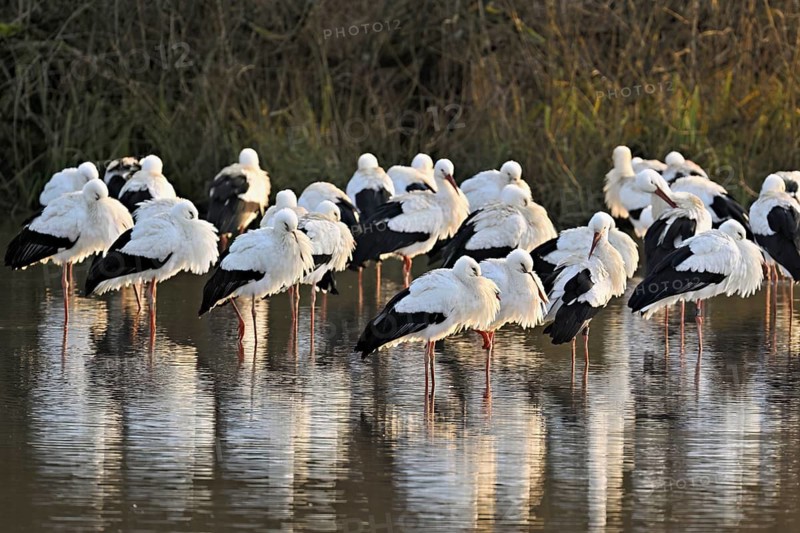 White storks (Ciconia ciconia), large flock roosting in shallow water, Flachsee, Canton Aargau, Switzerland