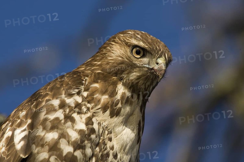 Red-tailed Hawk (Buteo jamaicensis), Washington, USA