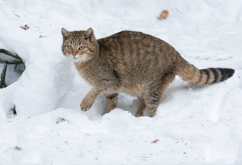 European wildcat (Felis silvestris) standing in the snow and looking attentively, captive, Bavarian Forest National Park, Bavaria, Germany