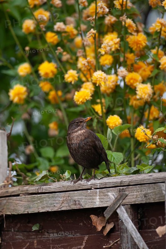 European blackbird (Turdus merula) adult female garden bird on a wooden fence, Suffolk, England, United Kingdom