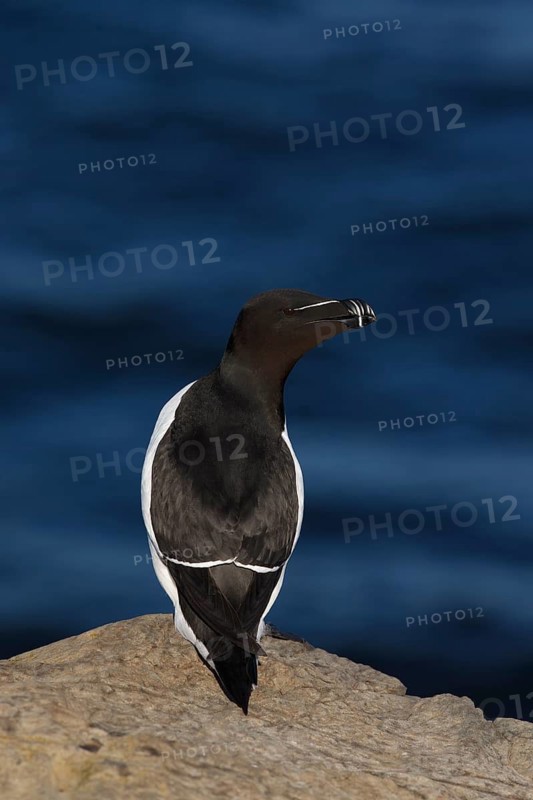 Razorbill (Alca torda islandica) perched on a rock, Grimsey Island, Iceland