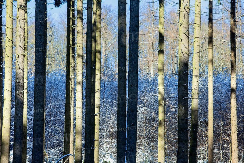 Winter landscape, snowy trees