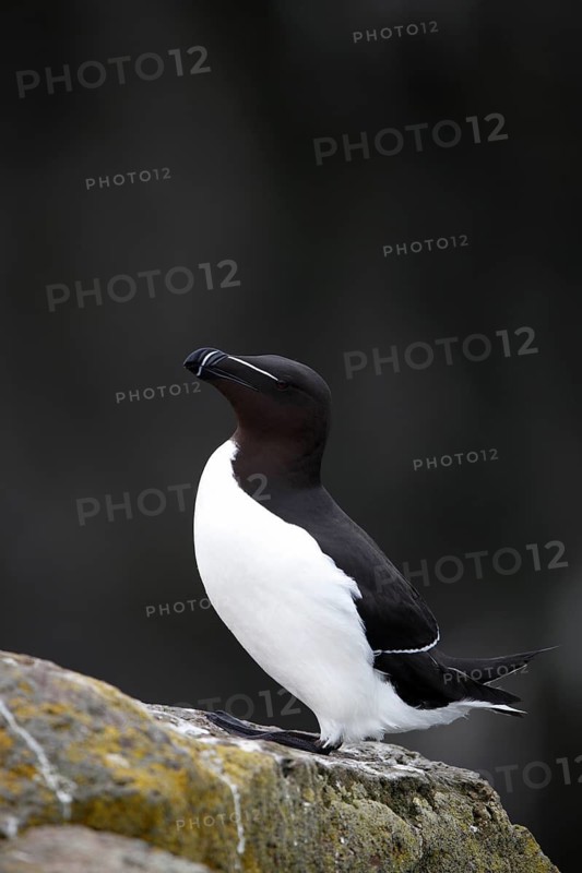One Razorbill (Alca torda) standing on a coastal cliff in Latrabjarg, Iceland