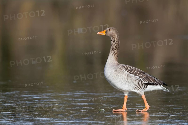 Greylag Goose (Anser anser), Bavaria, Germany