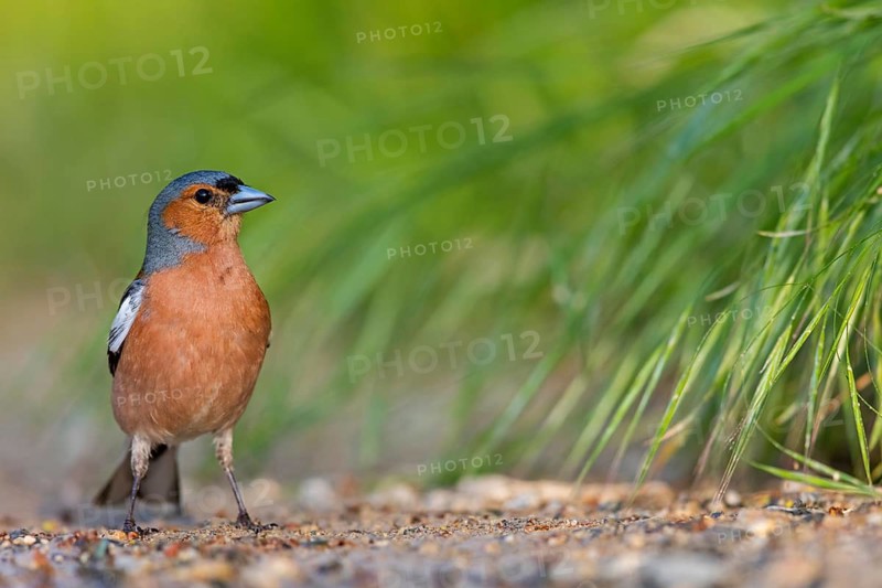 Buchfink, Chaffinch, Common Chaffinch, Fringilla coelebs, Pinson des arbres, Pinzón Común, Pinzón Vulgar