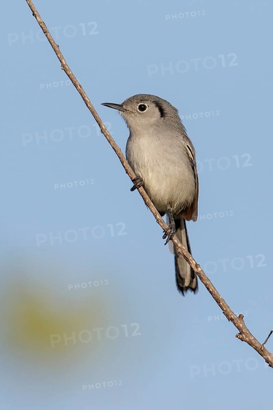 Cuban gnatcatcher (Polioptila lembeyei) perched on a branch in Cuba