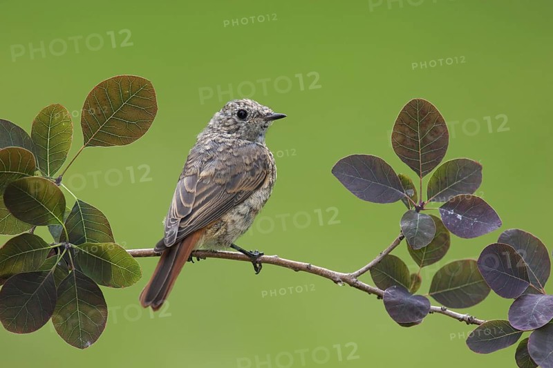 Common Redstart (Phoenicurus phoenicurus) juvenile, Berlin, Germany