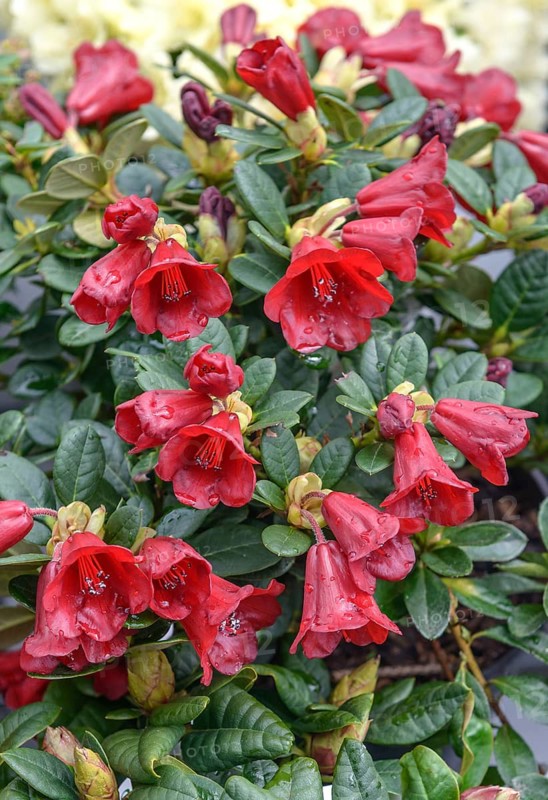 Forrest's Rhododendron (Rhododendron 'Carmen')