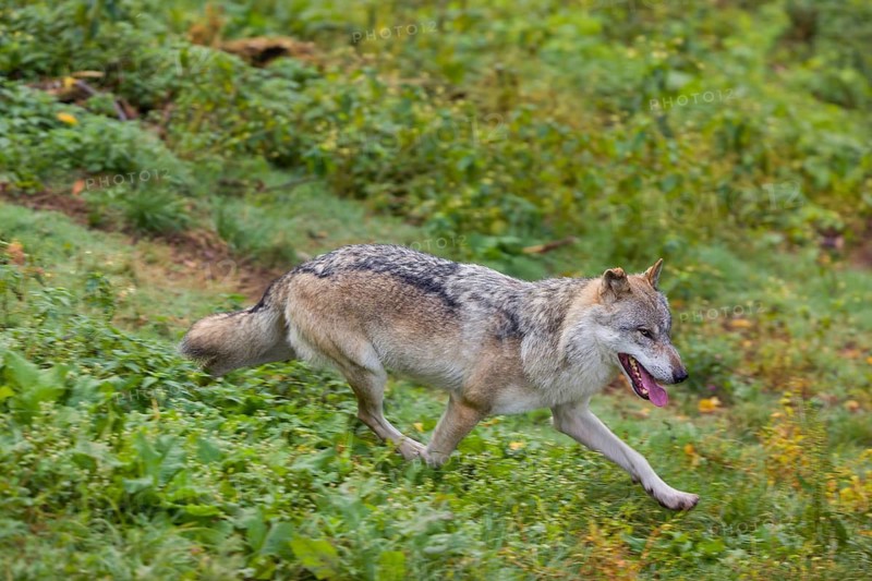 One eurasian gray wolf (Canis lupus lupus) running over a green meadow in an open forest. Motion blur, panning technique